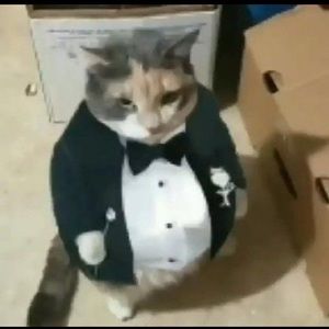 Meet your Posher, Sam